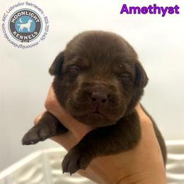 Amethyst - Chocolate female Labrador Retriever puppy in Elloree, South Carolina from Moonlight Kennels LLC