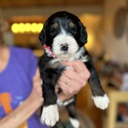 Bernedoodle, Goldendoodle, and Poodle Puppies from Elevated Standards NC