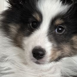 Hayden - Shetland Sheepdog