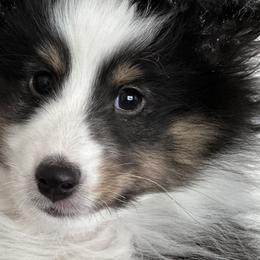 Hayden - Shetland Sheepdog