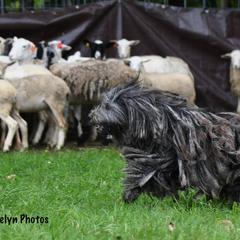 Bergamasco Sheepdogs from Ancient Eyes Bergamascos