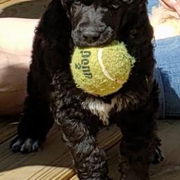 Poodle Puppies from Perigueux Poodles