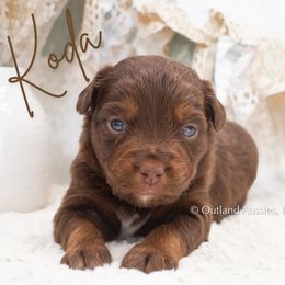 KODA - Red tri Miniature Australian Shepherd puppy in Oklahoma City, Oklahoma from Outland Toy & Mini Aussies