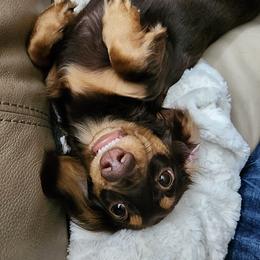 Bailey - Dachshund
