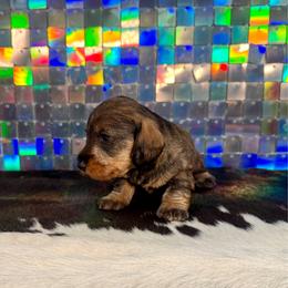 Izzy - Wild boar female Dachshund puppy in Mc Neil, Arkansas from Shining A Lowriders & Co.