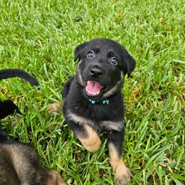 Gretchen - Black and tan female German Shepherd puppy in Conroe, Texas from Aus der Asche German Shepherds
