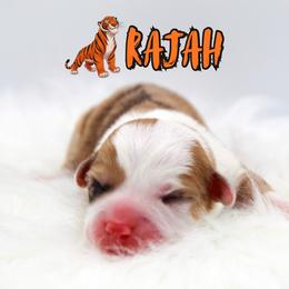 Rajah - Red merle and white male American Corgi puppy in Star City, Arkansas from T4 Farms