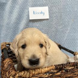 Woody - Cream male Goldendoodle puppy in Rochester, Massachusetts from Petal Perfect Puppies