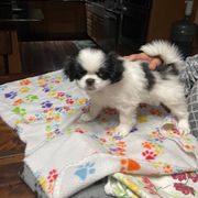 Japanese Chin Puppies from Ridgewood Chins