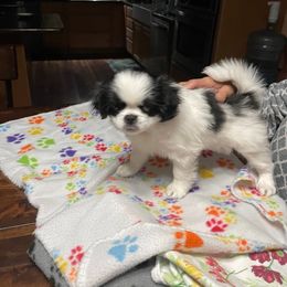 Japanese Chin Puppies from Ridgewood Chins