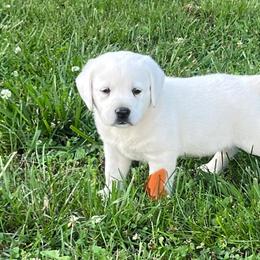 Addie's Orange Collar - Yellow male Labrador Retriever puppy in Mansfield, Missouri from Leadhill Labs
