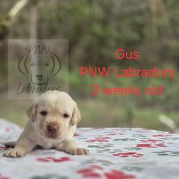 Gus - Yellow male Labrador Retriever puppy in Rogue River, Oregon from PNW Labradors