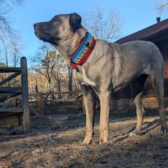 Winnie - Anatolian Shepherd Dog