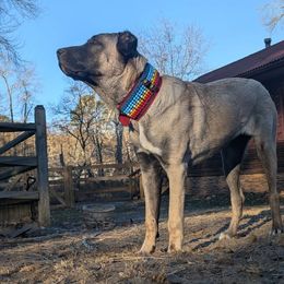 Winnie - Anatolian Shepherd Dog