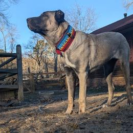 Winnie - Anatolian Shepherd Dog