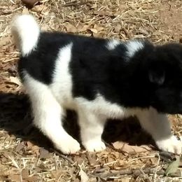 Akita Puppies from Mizuki Akita LLC.