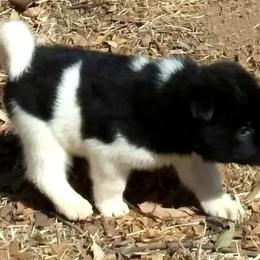 Akita Puppies from Mizuki Akita LLC.