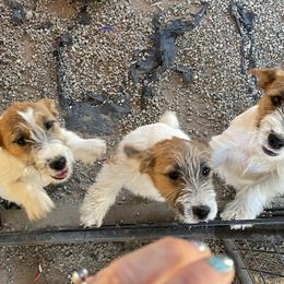 Russell Terrier puppies from Katelyn M Ford