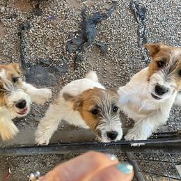 Russell Terrier puppies from Katelyn M Ford