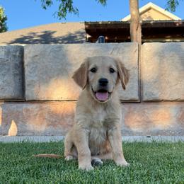 Betty-Magenta - Golden female Golden Retriever puppy in Cedar City, Utah from RuTess Goldens
