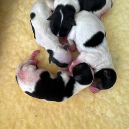 Girl 1 - Black tan and white female Biewer Terrier puppy in Kerhonkson, New York from Arc-en-Ciel Biewers & Maltese