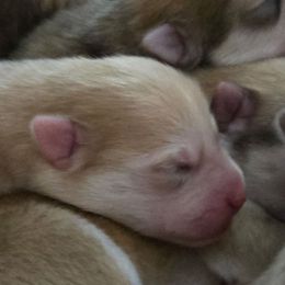 Girl No.2 - BLOSSOM - Wolf sable female Pomsky puppy in Norfolk, Virginia from 'Brick'House Couture Pomskies