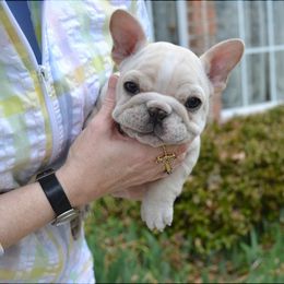 French Bulldog Puppies from Fancibul French Bulldogs