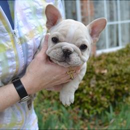 French Bulldog Puppies from Fancibul French Bulldogs