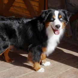 Colt - Miniature Australian Shepherd