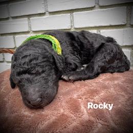 Rocky - Black male Poodle puppy in Athens, Georgia from Alexander’s Standard Poodles