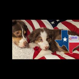Australian Shepherd Puppies from Firelight Australian Shepherds