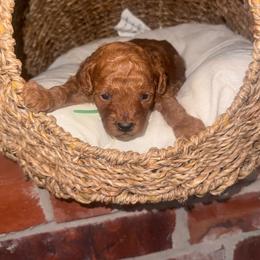 Boy 2 - Red  male Poodle puppy in Okc, Oklahoma from Designer Poos By Diva