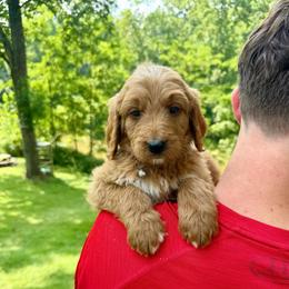 Gray - Red male Bernedoodle puppy in Milford, Ohio from Doodle Duo