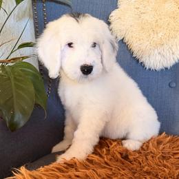 Justice - Black and white male Sheepadoodle puppy in Vernonia, Oregon from Life Unleashed Farm