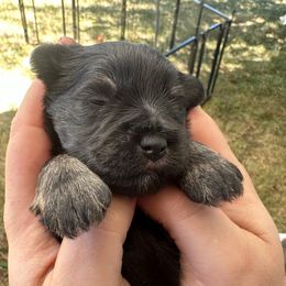Blue collar - Black male Miniature Schnauzer puppy in Tacoma, Washington from AKC Nordwest Schnauzers