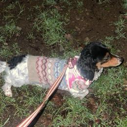 Ella - Dachshund