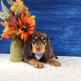 Colt - Brown white and tan male Beagle puppy in Pottersville, Missouri from Lovan's Spring Creek Kennel