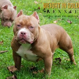 American Bullies from Weight In Gold Kennels