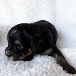 Joe - Black and tan male Cavapoo puppy in Redding, California from O’Hara  Doodles