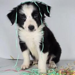 Loca - Black and white male Border Collie puppy in Chicora, Pennsylvania from Riverwood