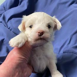 No name we just call him puppy - White and lemon male Maltese puppy in Hillman, Michigan from Susan's Maltese