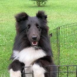 Shetland Sheepdogs from Glamar Shelties