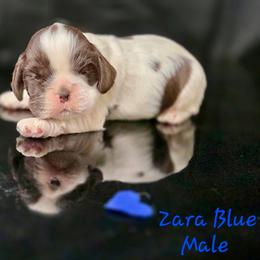 Zara male - Black and white male Cocker Spaniel puppy in Bonsall, California from CuttinBlue Farms
