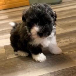 E - Black and white male Havanese puppy in Laurel, Indiana from Honey-Bee Home Havanese