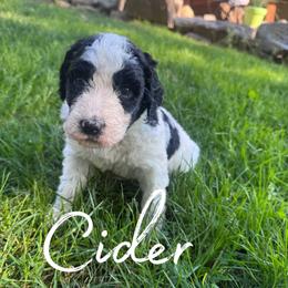 Cider - Black and white male Bernedoodle puppy in Julian, Pennsylvania from Happy Valley Doodles