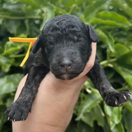 Oyster - Phantom male Poodle puppy in Arroyo Grande, California from Ever So Clever Poodles