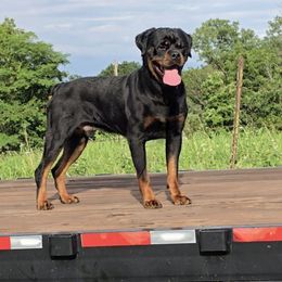 Patrick Mahomes Vom Hurleyhaus - Black and mahogany male Rottweiler puppy in Holts Summit, Missouri from Hurleyhaus Rottweilers