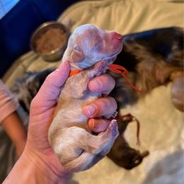 Boy 1 - Cream male Dachshund puppy in Janesville, California from Elysian Creek Doxies