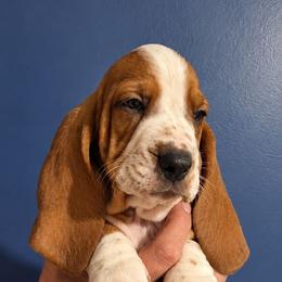 Porter - Mahogany and white male Basset Hound puppy in Bellaire, Ohio from Blessed Bassets