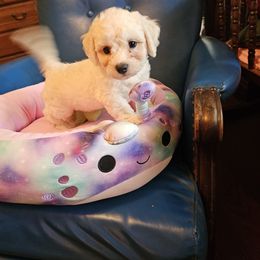Purple - White and apricot male Bichon Frise puppy in Chatham, Illinois from Bichon Frise Partnership